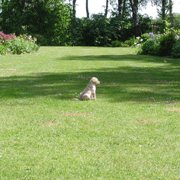 Lille hund