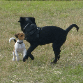 Buddy i leg
