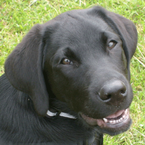 Buddy