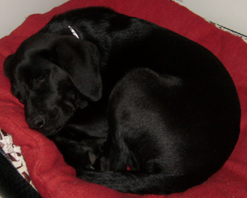 Buddy sover