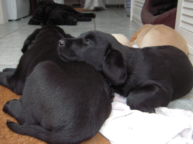 Sovende hvalpe 2